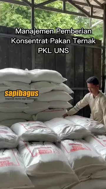 Manajemen-Pemberian-Pakan-Konsentrat-Pakan-Ternak-PKL-UNS